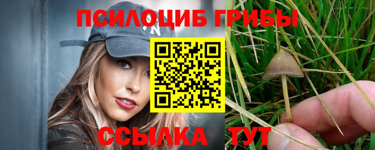 Галлюциногенные грибы Psilocybe Тюмень